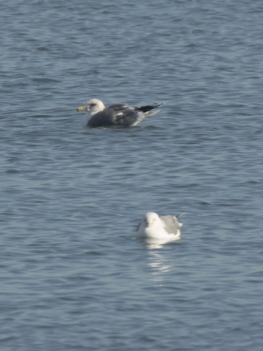 California Gull - ML295904361