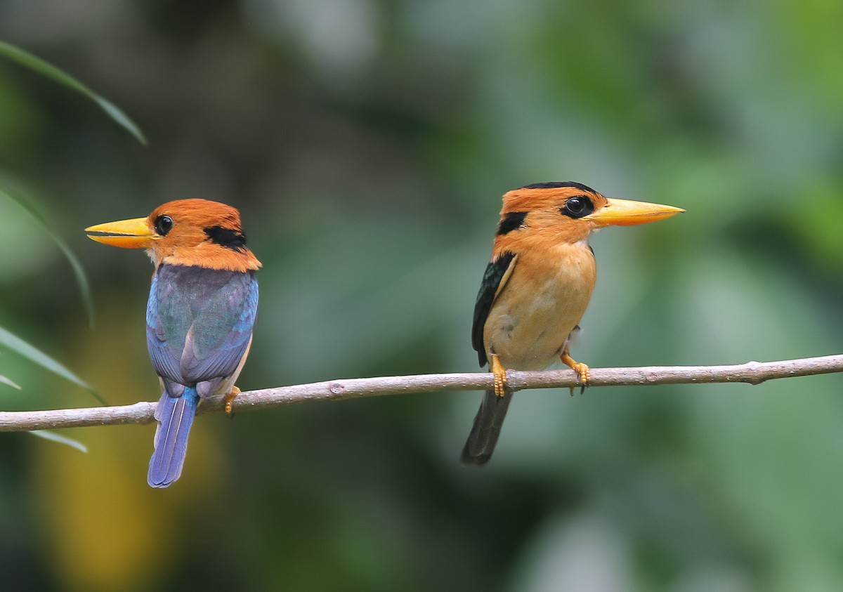 Yellow-billed Kingfisher - ML295904411