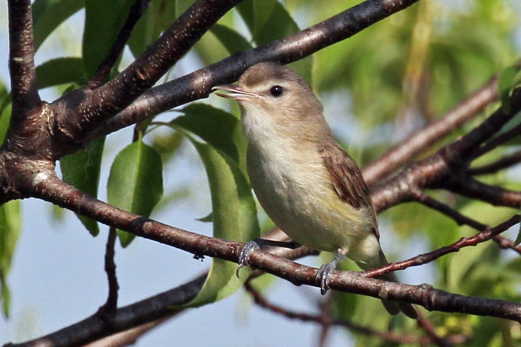 Warbling Vireo - ML29590451