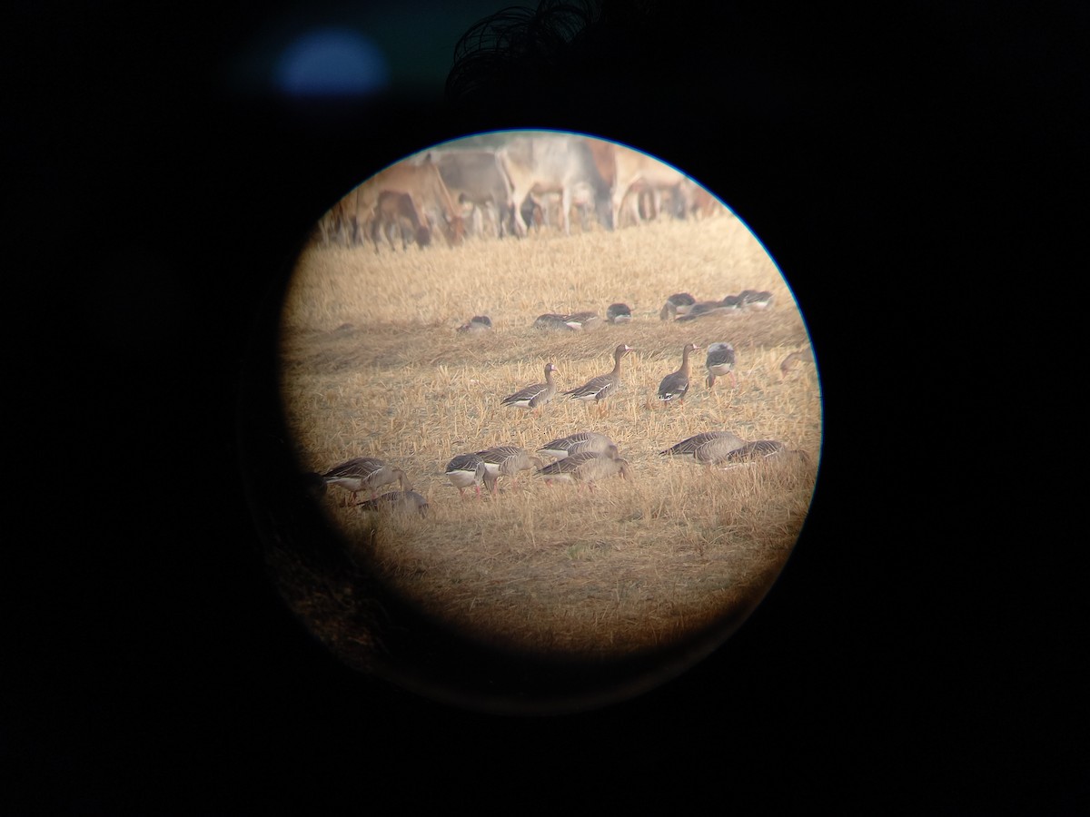 Greater White-fronted Goose - ML295905181