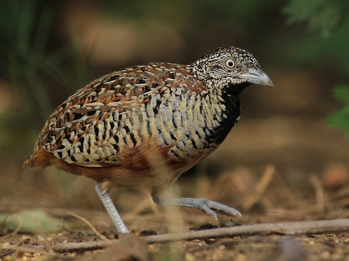 Barred Buttonquail - Dharam Veer Singh Jodha