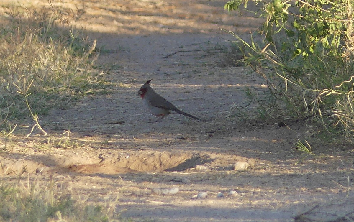 Pyrrhuloxia - ML295907071