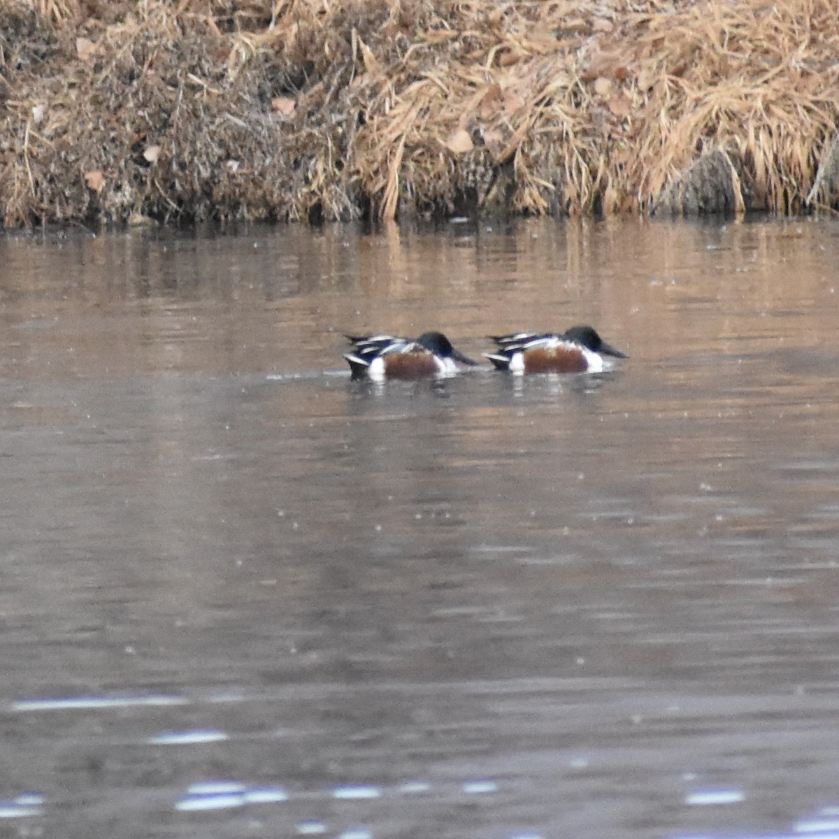 Northern Shoveler - Cheryl & Scott Taylor