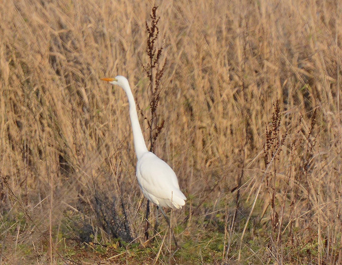 Silberreiher - ML295910381