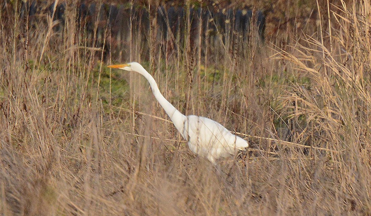 Silberreiher - ML295910401