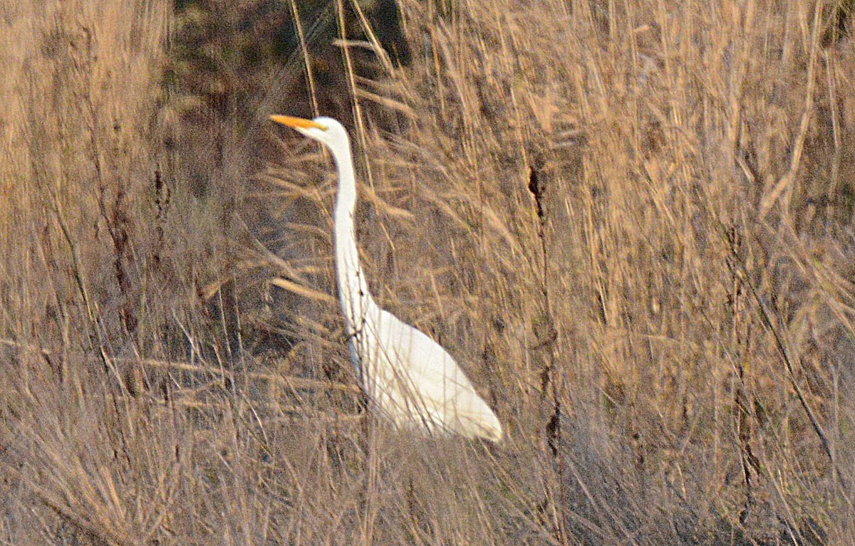 Silberreiher - ML295910431