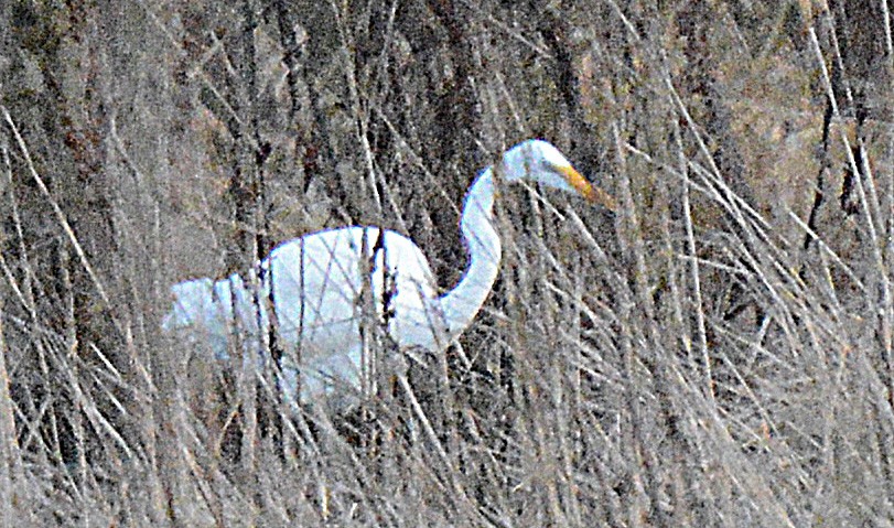 Silberreiher - ML295910441