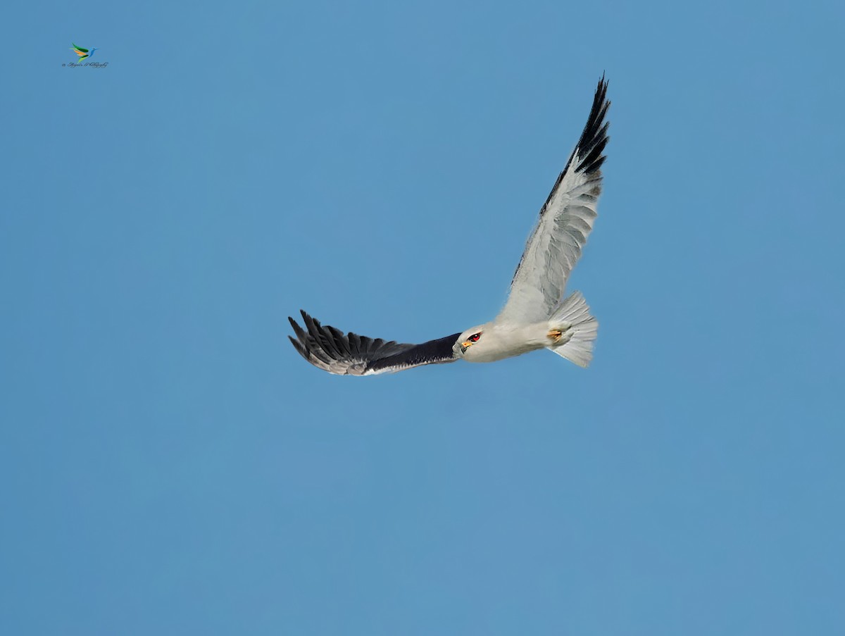 Black-winged Kite - Anjan Roy