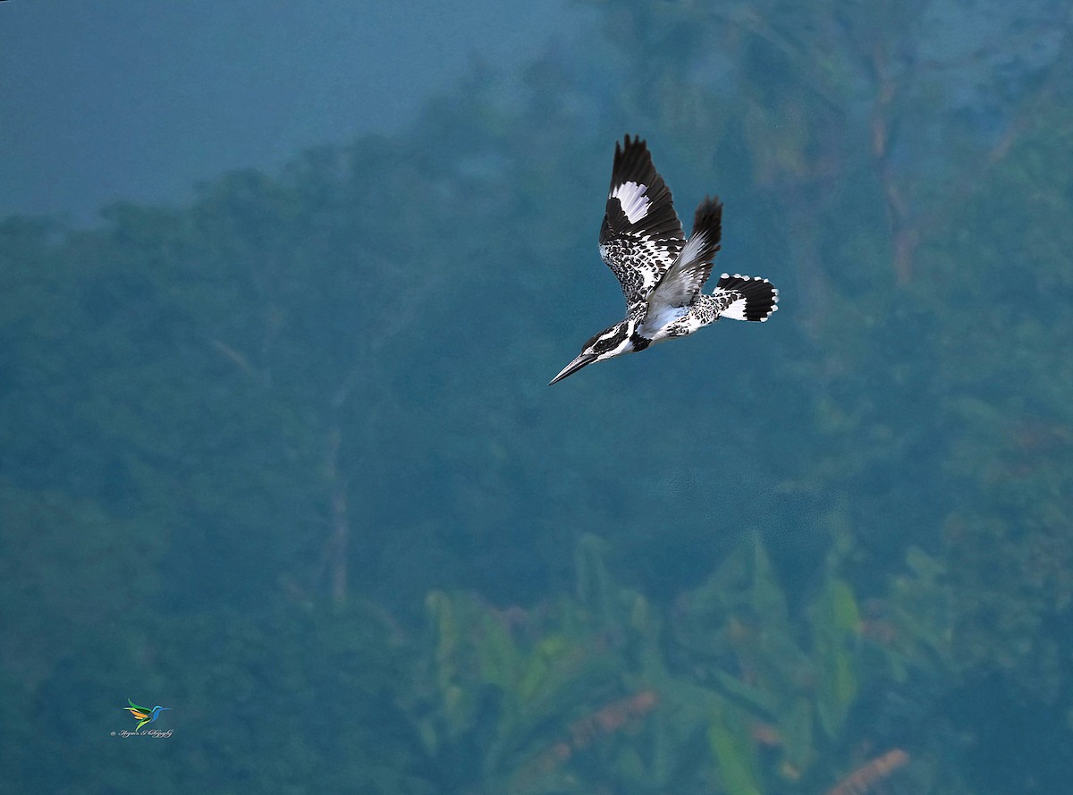 Pied Kingfisher - ML295910781