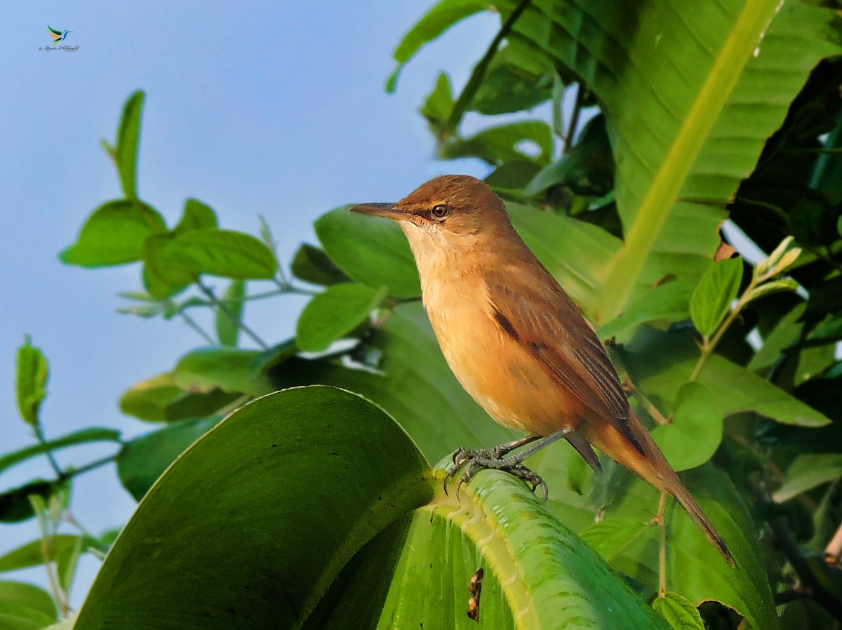 Clamorous Reed Warbler - Anjan Roy