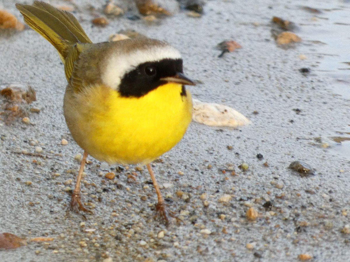 Common Yellowthroat - ML295912551