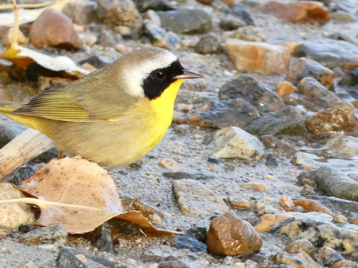 Common Yellowthroat - ML295912561