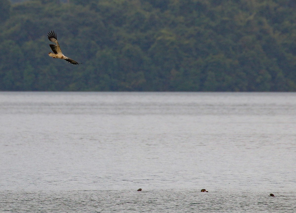 White-bellied Sea-Eagle - Neoh Hor Kee