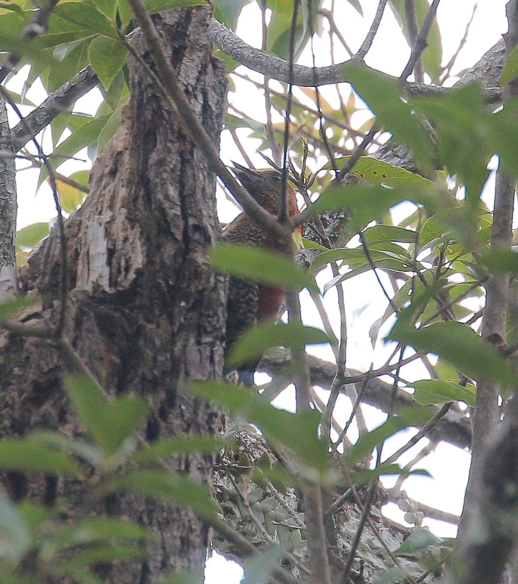 Banded Woodpecker - ML295913131