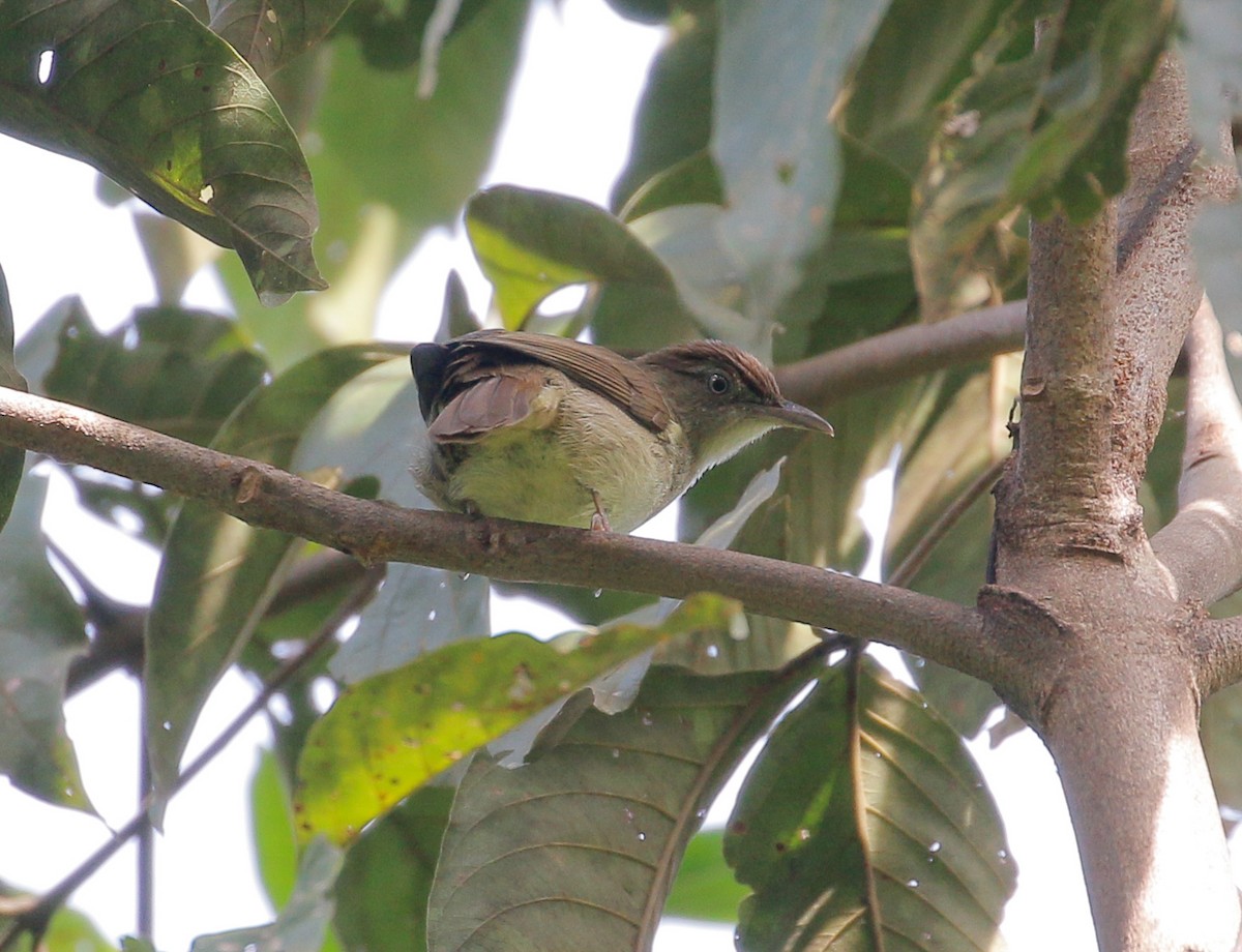 Buff-vented Bulbul - ML295913191