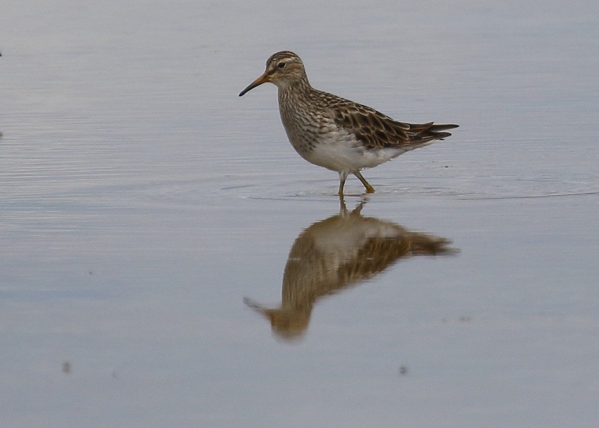 Pectoral Sandpiper - Michael Rutkowski