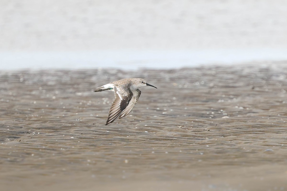 Curlew Sandpiper - ML295915521