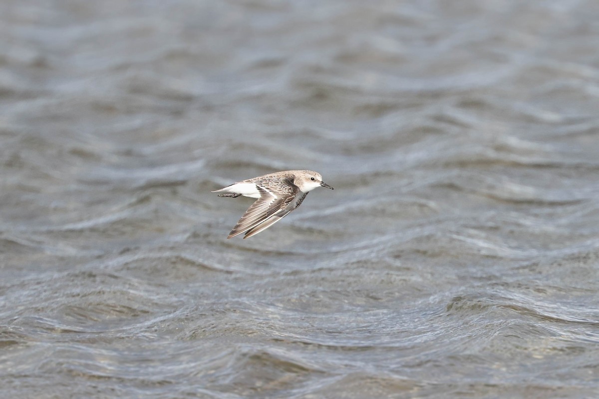 Red-necked Stint - ML295917681