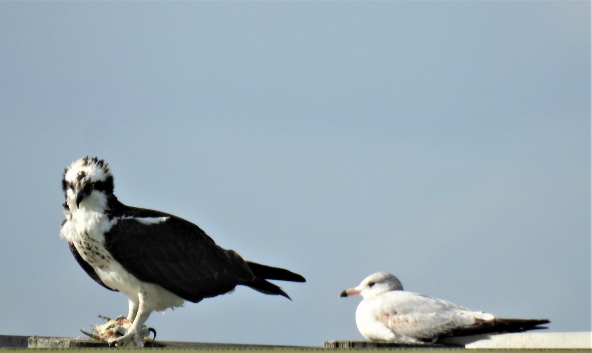 Ring-billed Gull - ML295917801