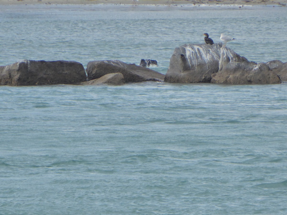 Ring-billed Gull - ML295918101