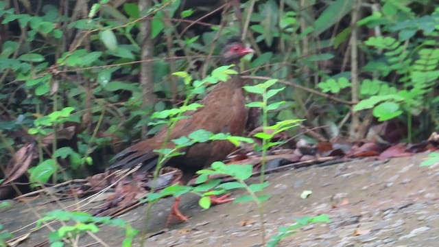 Red Spurfowl - ML295919421