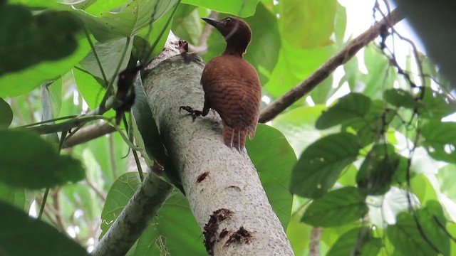 Rufous Woodpecker - ML295919991