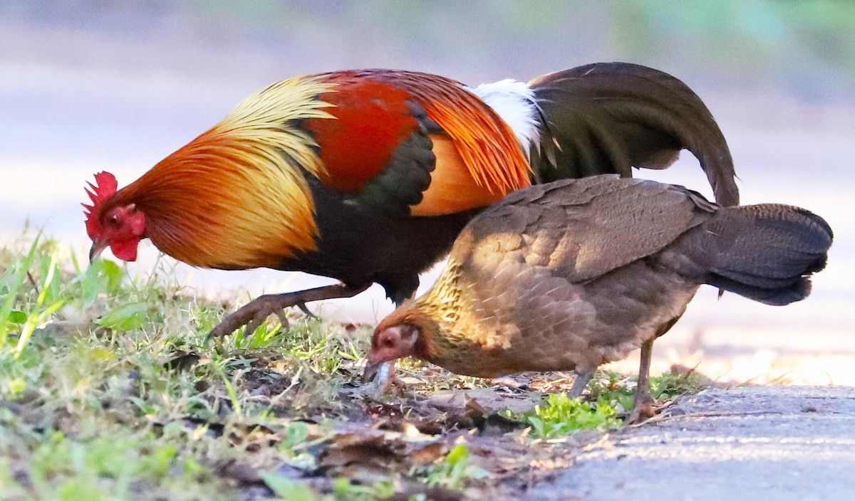 Red Junglefowl - ML295920041