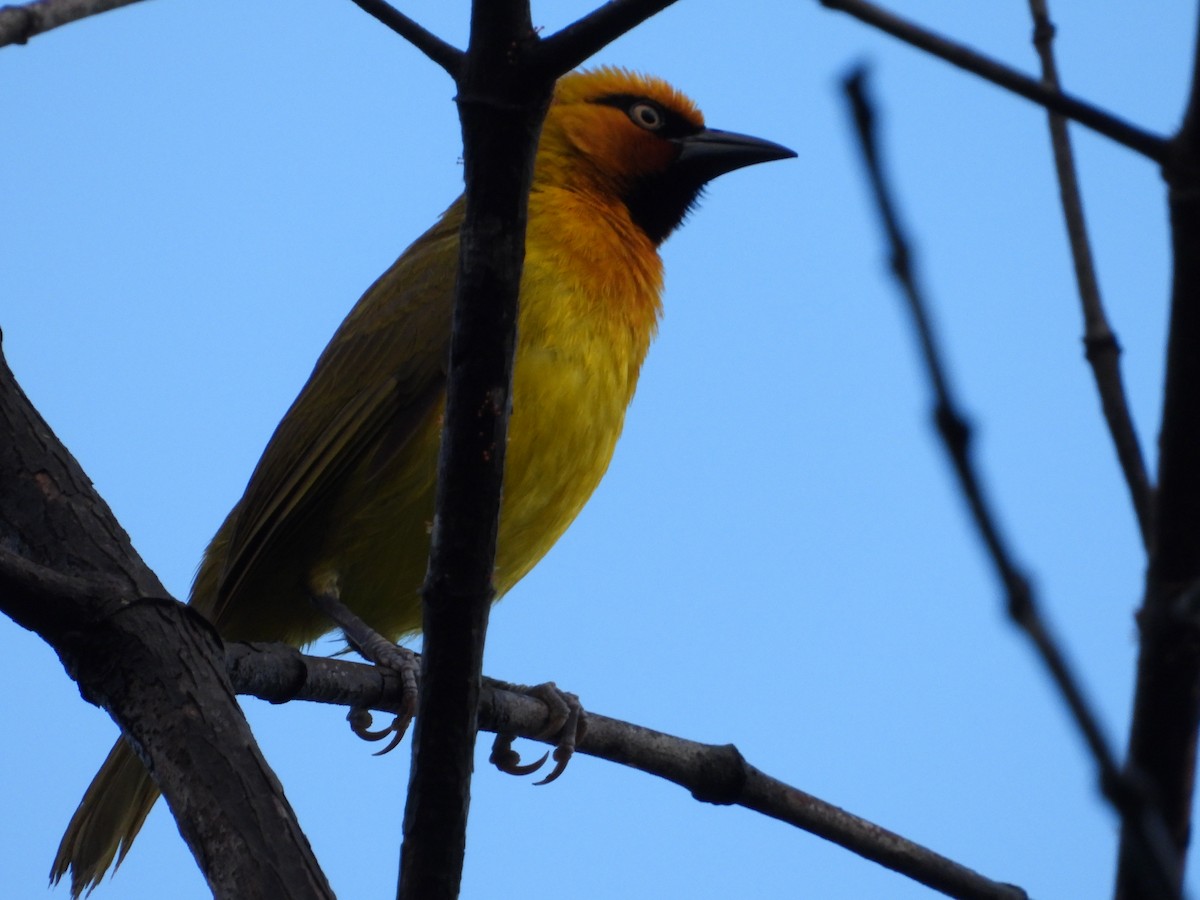 Spectacled Weaver - ML295921351