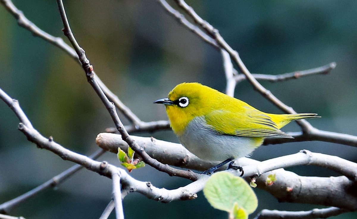 Indian White-eye - ML295921541