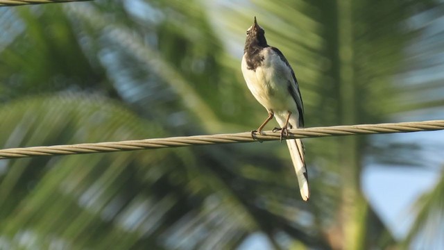 White-browed Wagtail - ML295923271