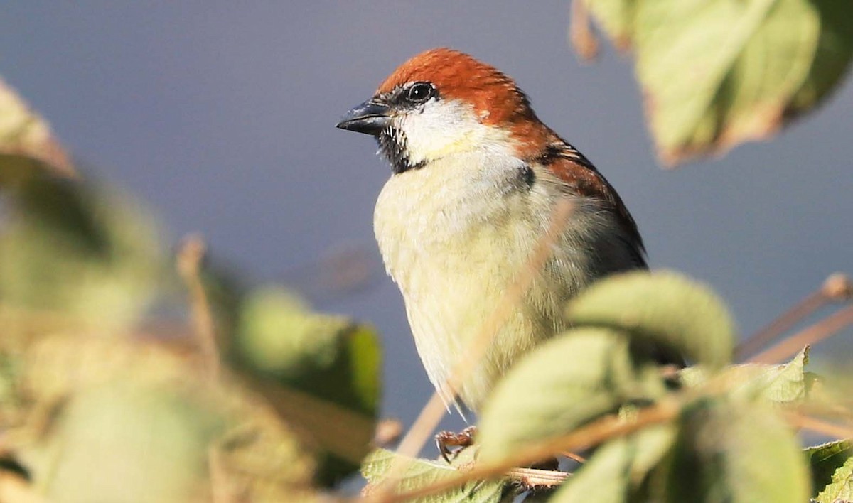 Russet Sparrow - Balbir Arora