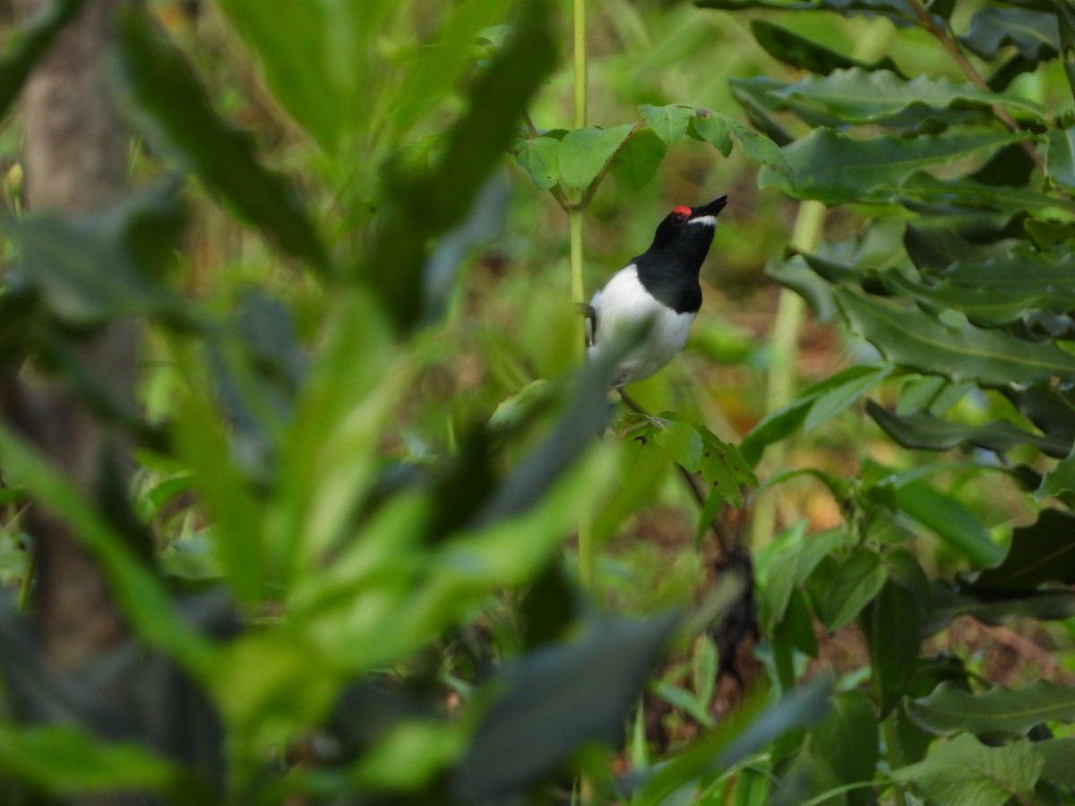 Black-throated Wattle-eye - Dean Martin