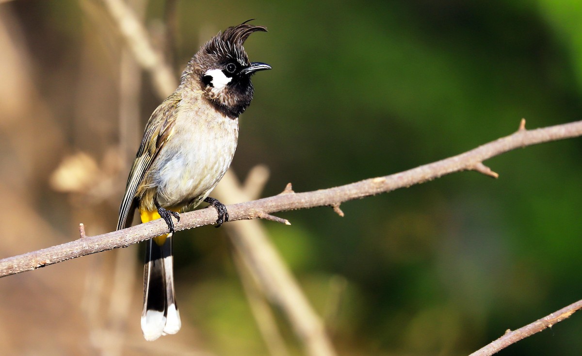 Bulbul Cariblanco - ML295924161