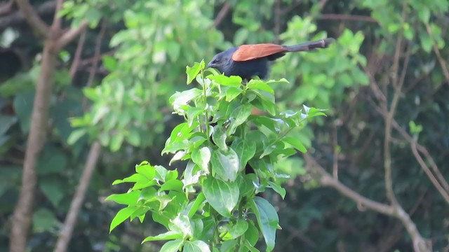 Lesser Coucal - ML295925161