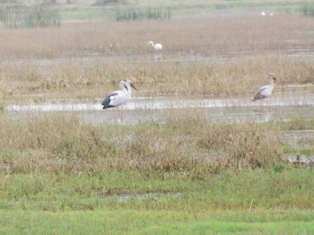 Asian Openbill - ML295925191