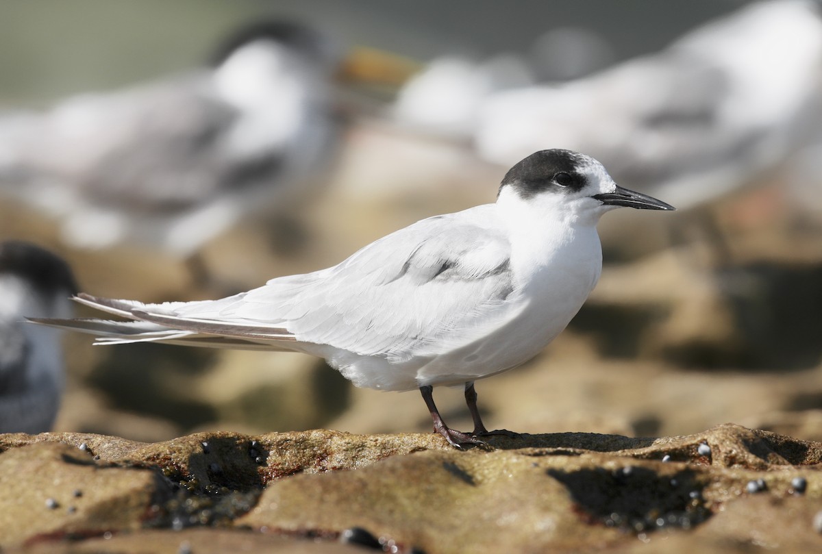 Common Tern (longipennis) - Anonymous