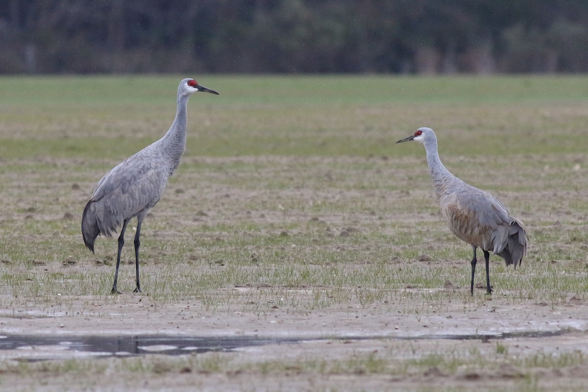 Sandhill Crane (canadensis) - Baxter Beamer