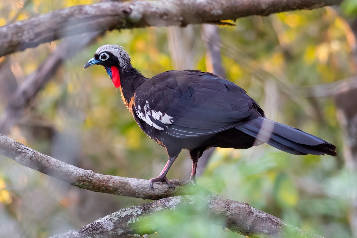 Black-fronted Piping-Guan - ML295925731