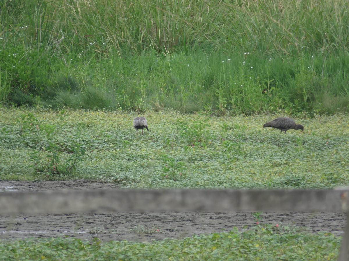 Plumbeous Ibis - ML295926171