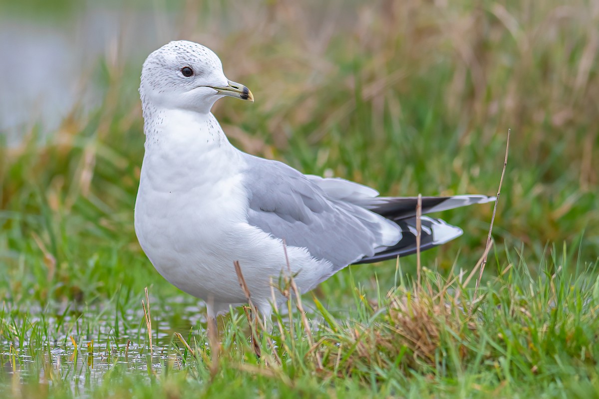 Үүлэн цахлай - ML295928631