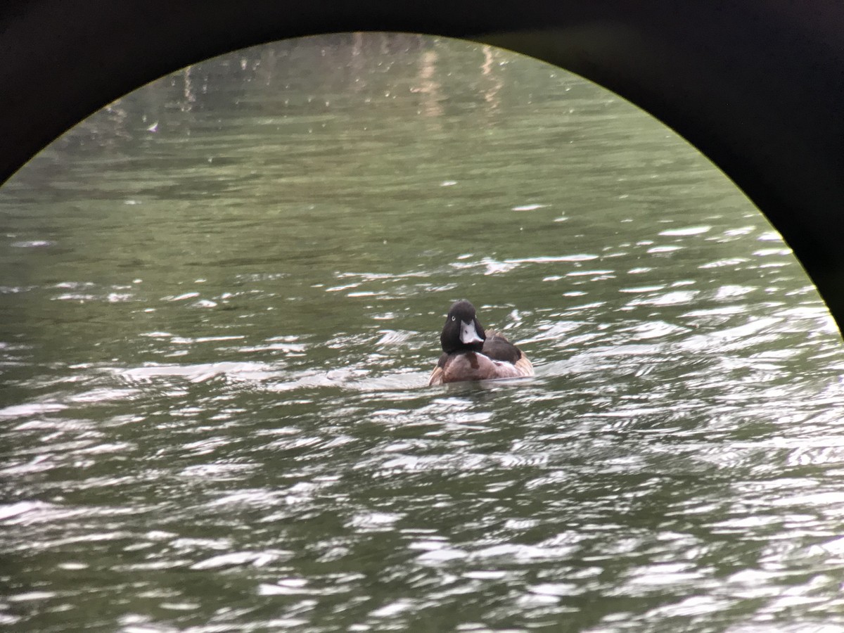 Baer's Pochard - ML295928751