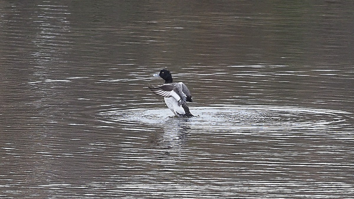 Porrón Bastardo - ML295930271