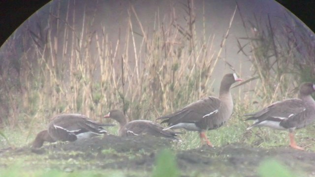 Lesser White-fronted Goose - ML295931021