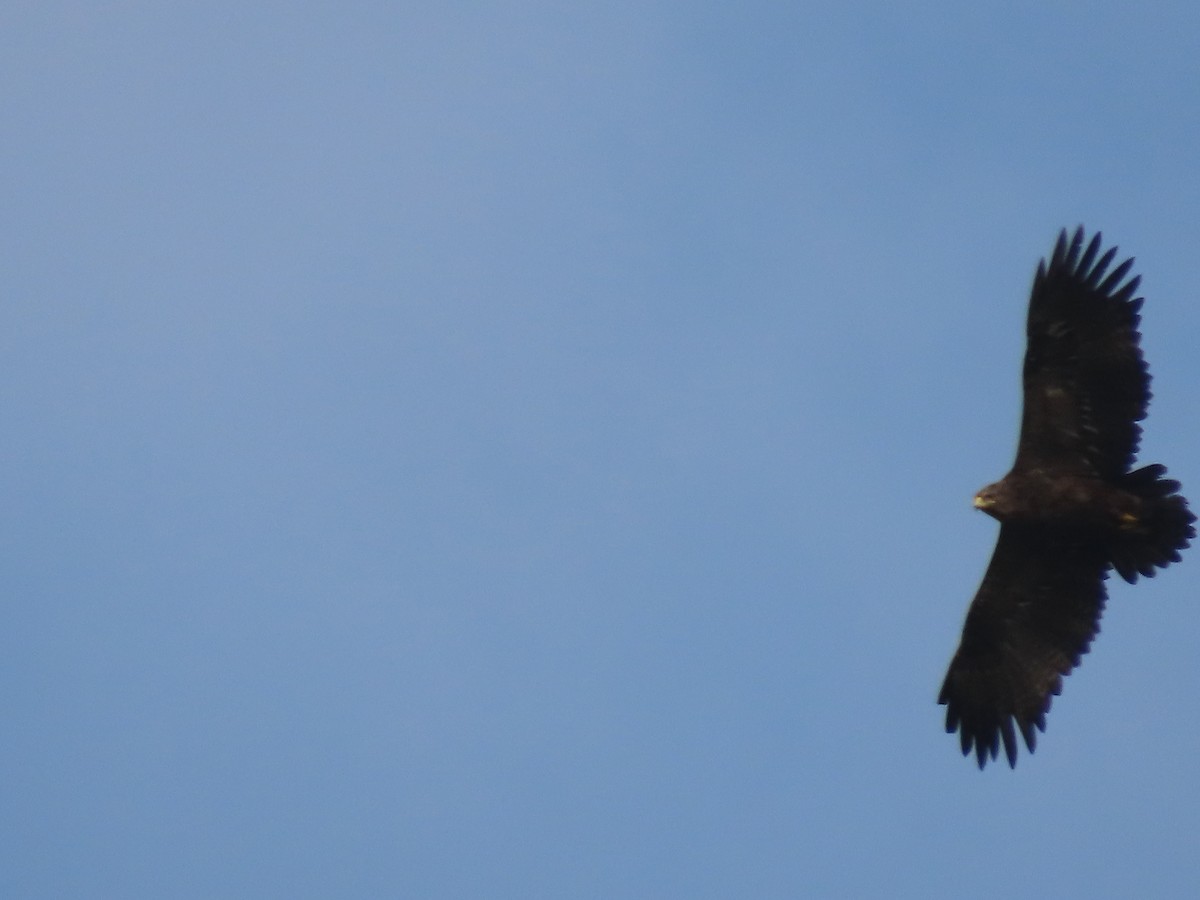 Águila Esteparia - ML295933111