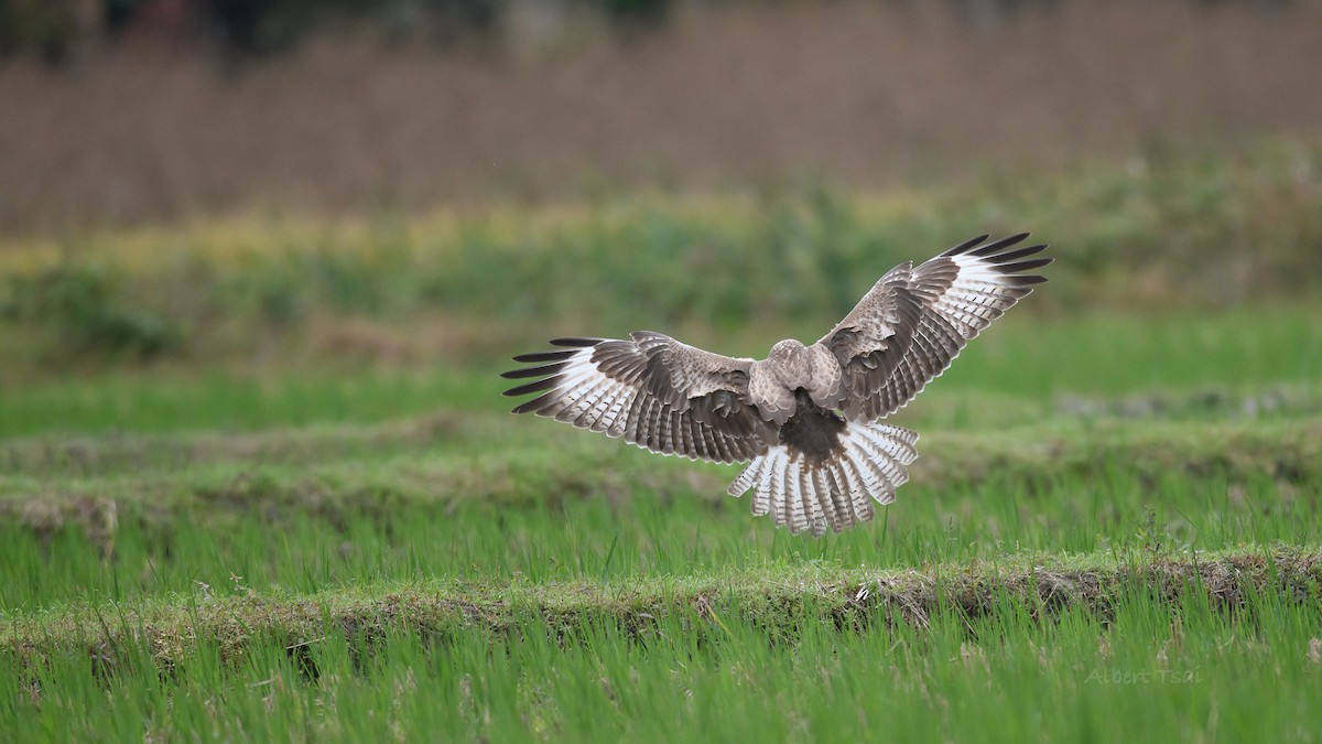 Upland Buzzard - ML295935941