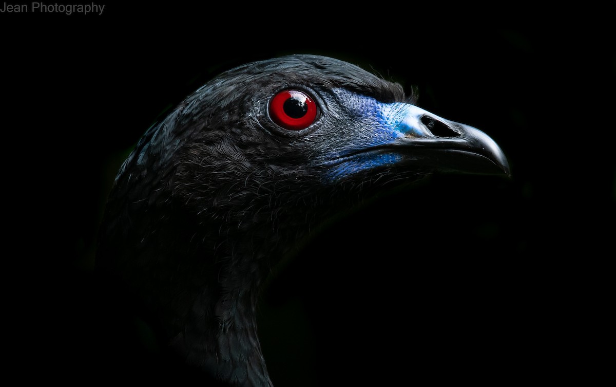 Black Guan - ML295938591