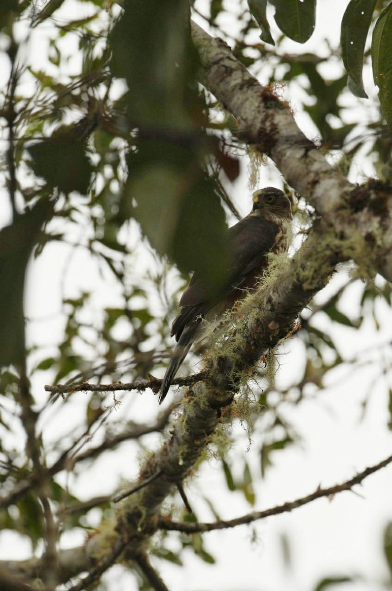Sharp-shinned Hawk - ML295938801
