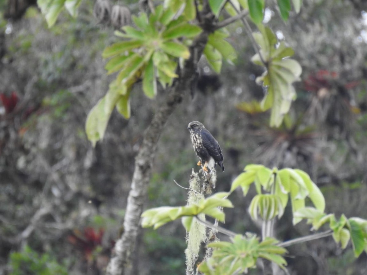 White-rumped Hawk - Eduardo De la cadena