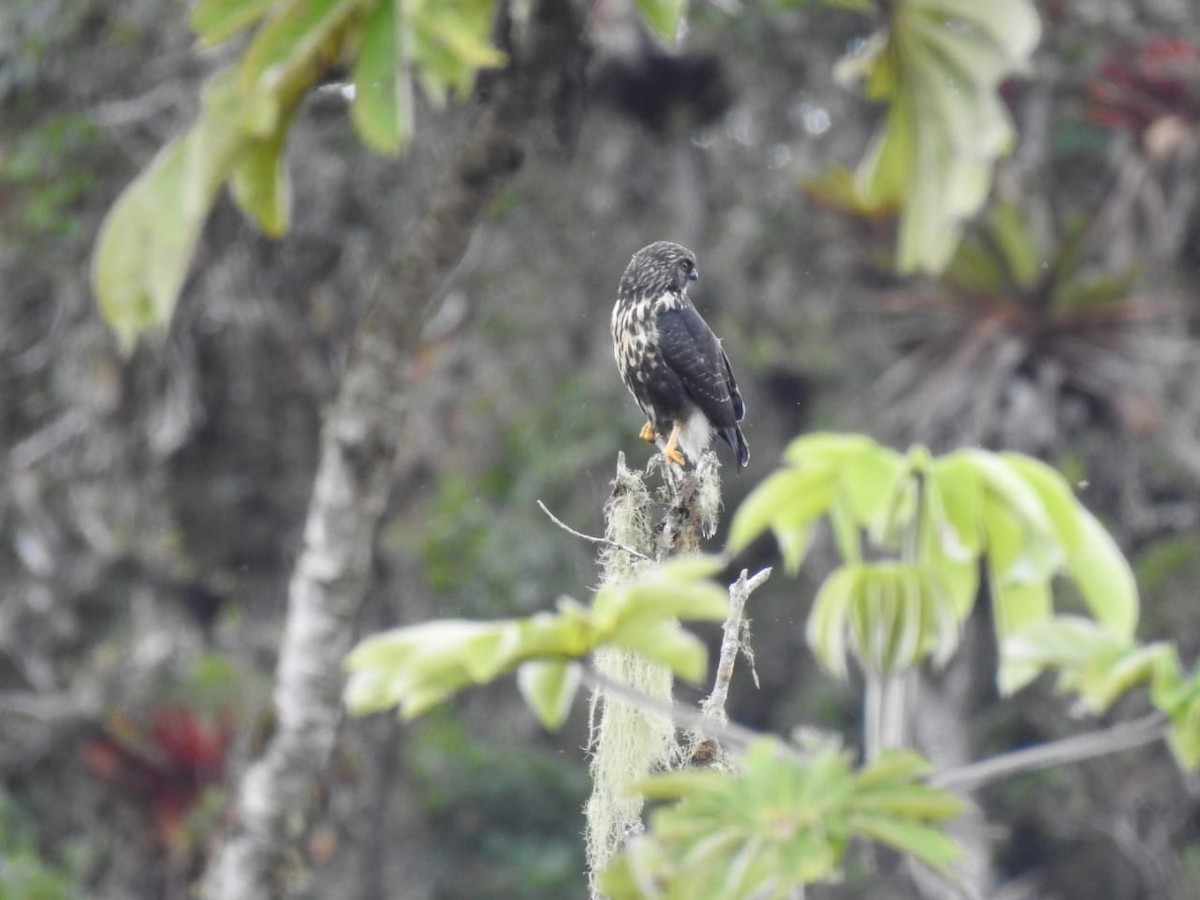 White-rumped Hawk - ML295938921
