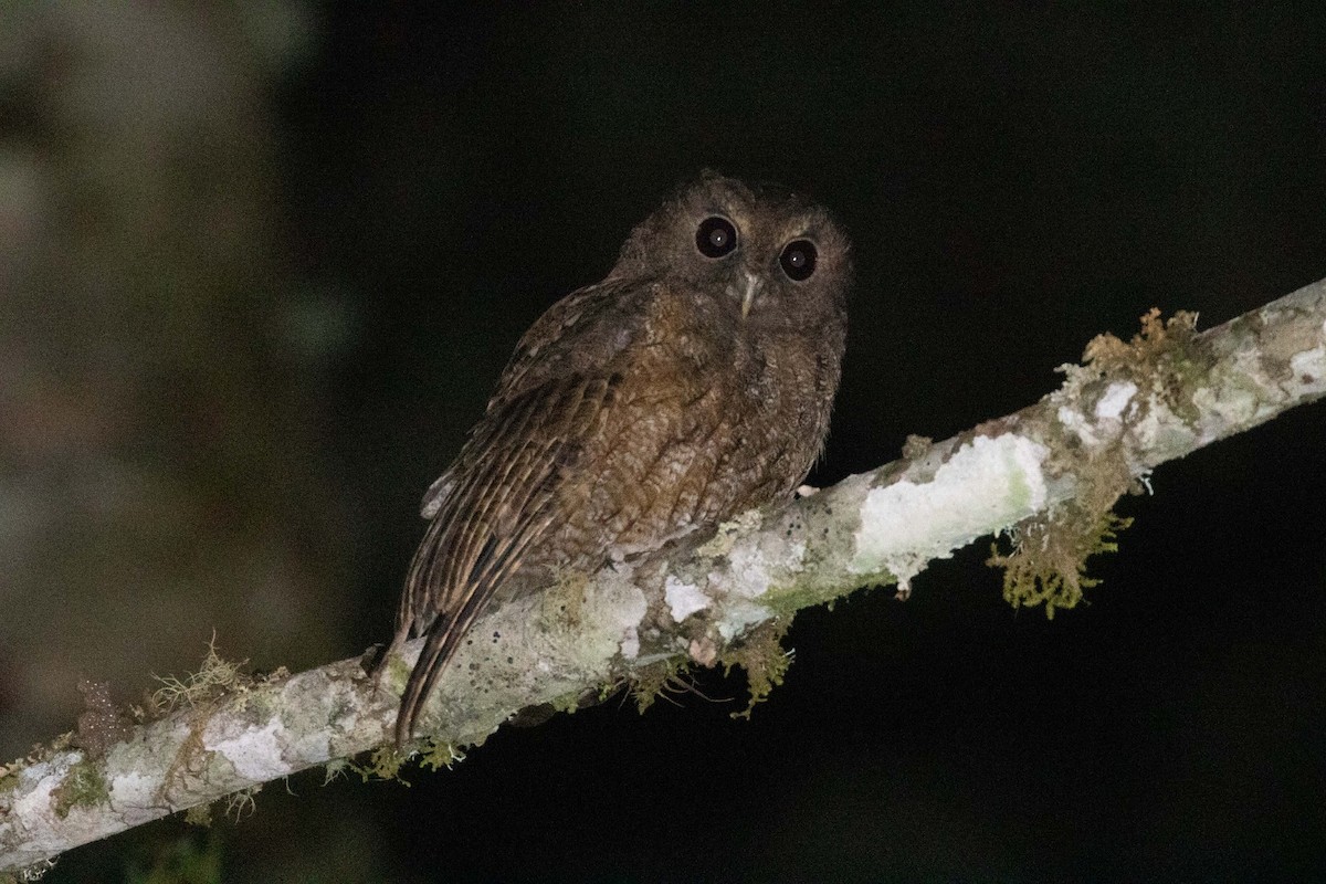 Rufescent Screech-Owl - ML295939071